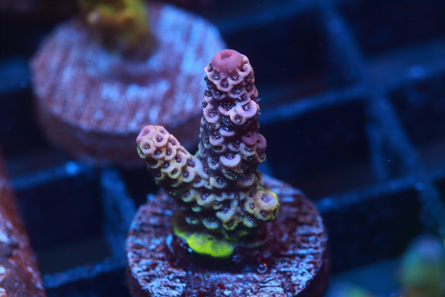 Pink Acropora Millepora - Small
