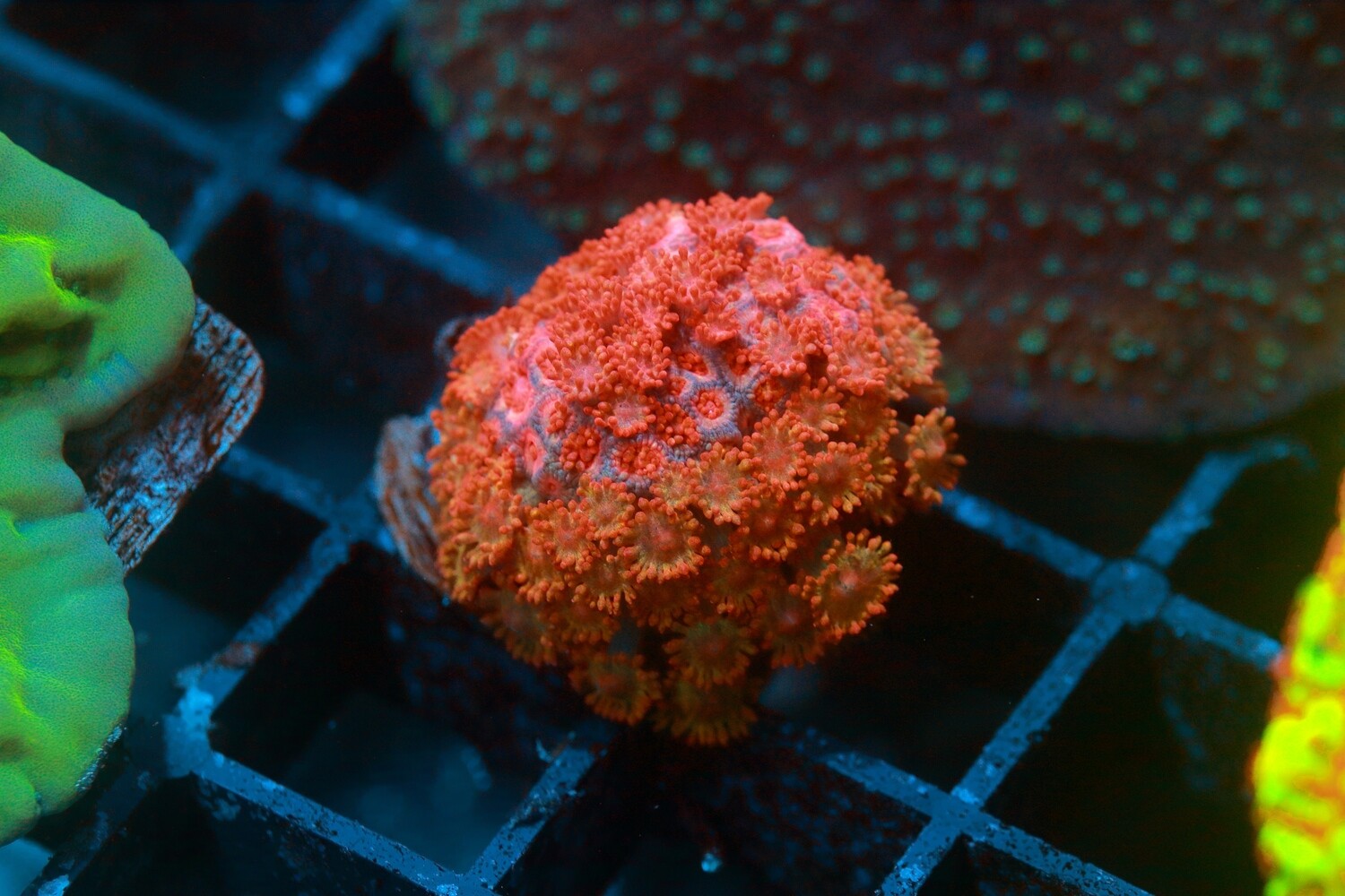 Orange Micro Goni/Bernarndpora  - WYSIWYG