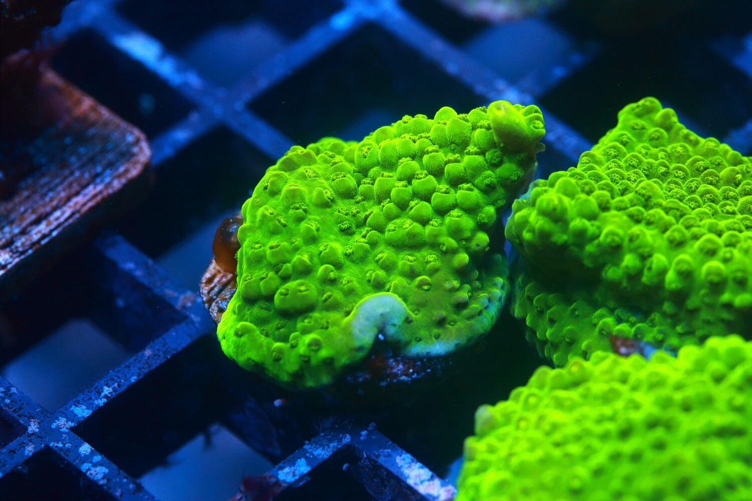 Yellow Indo acropora Efflorecens