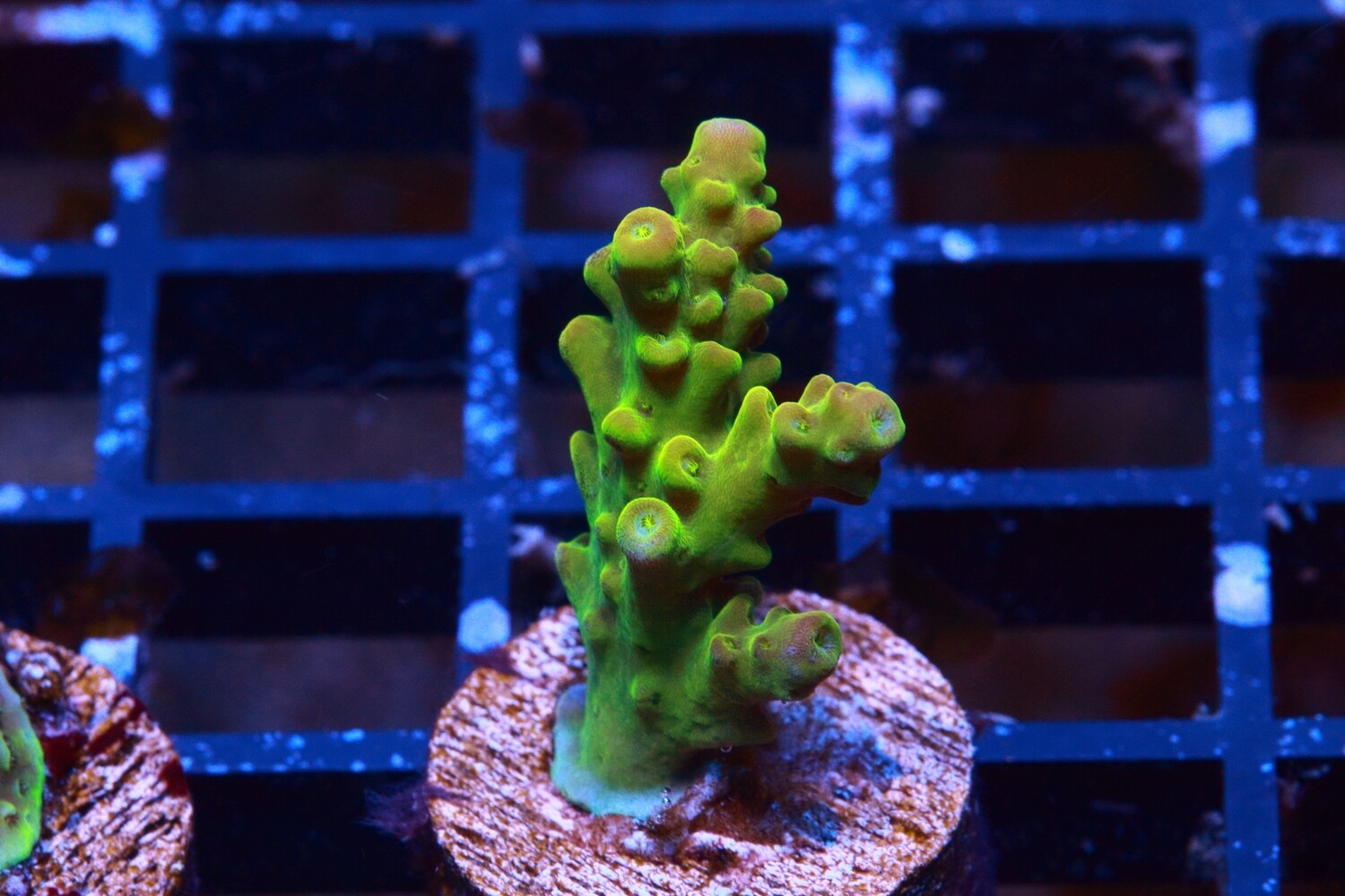 Rainbow Loom Acropora M