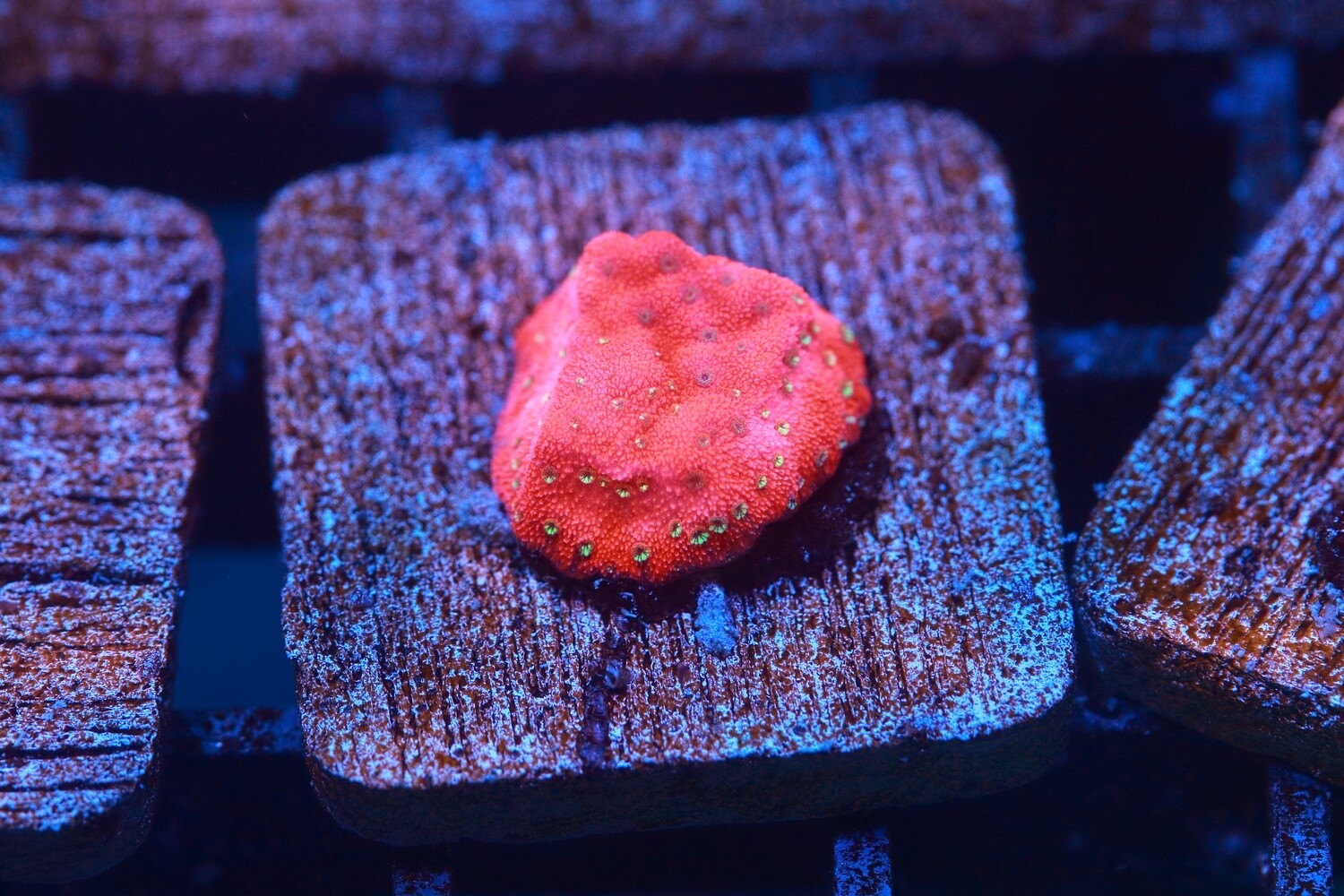Megatron Montipora