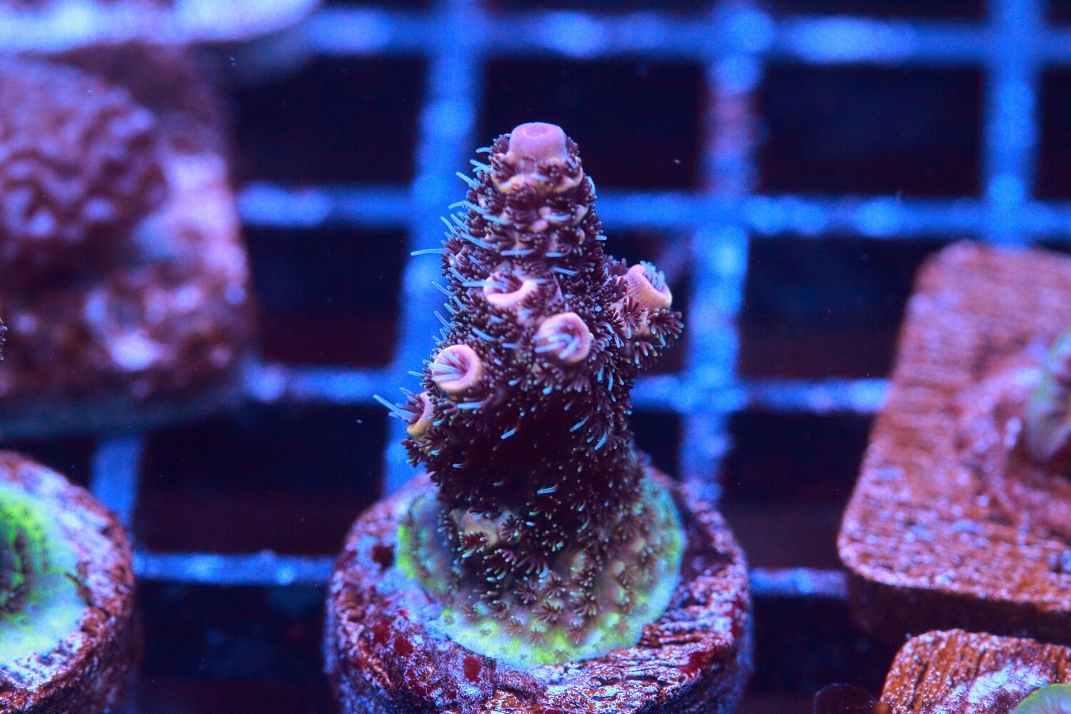Orange and purple Acropora Millepora