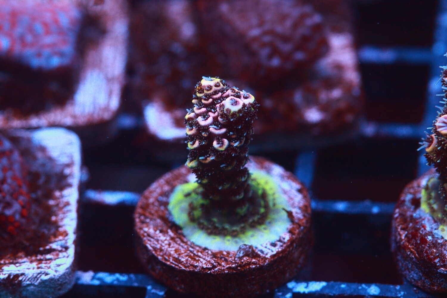 Small Pink Acropora Millepora