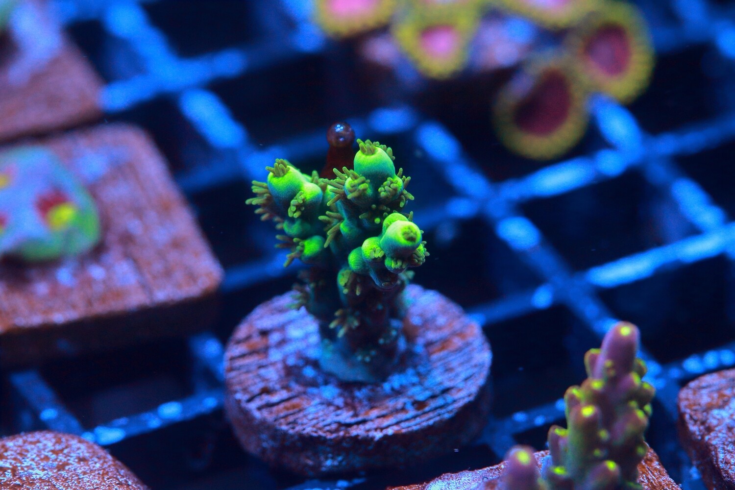 Highlighter Acropora
