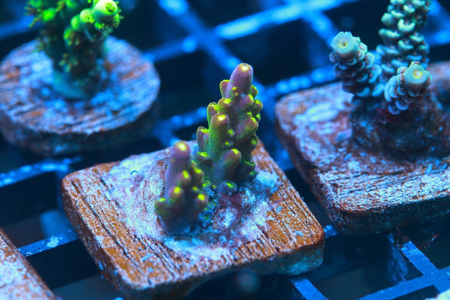 St. Clements acropora - Small