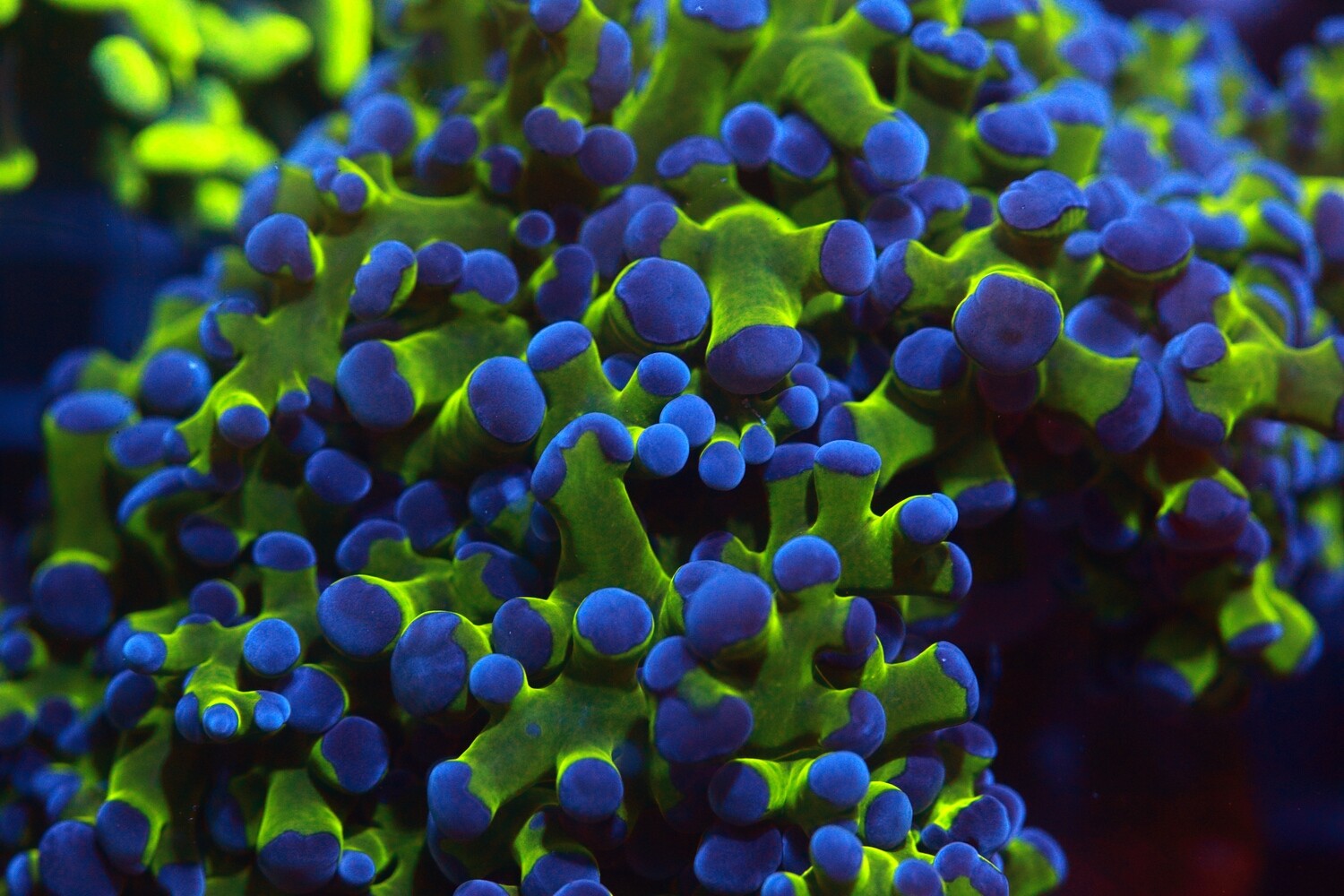 Ultra grade Frogspawn (Euphyllia Paradivisa) - 3 Heads