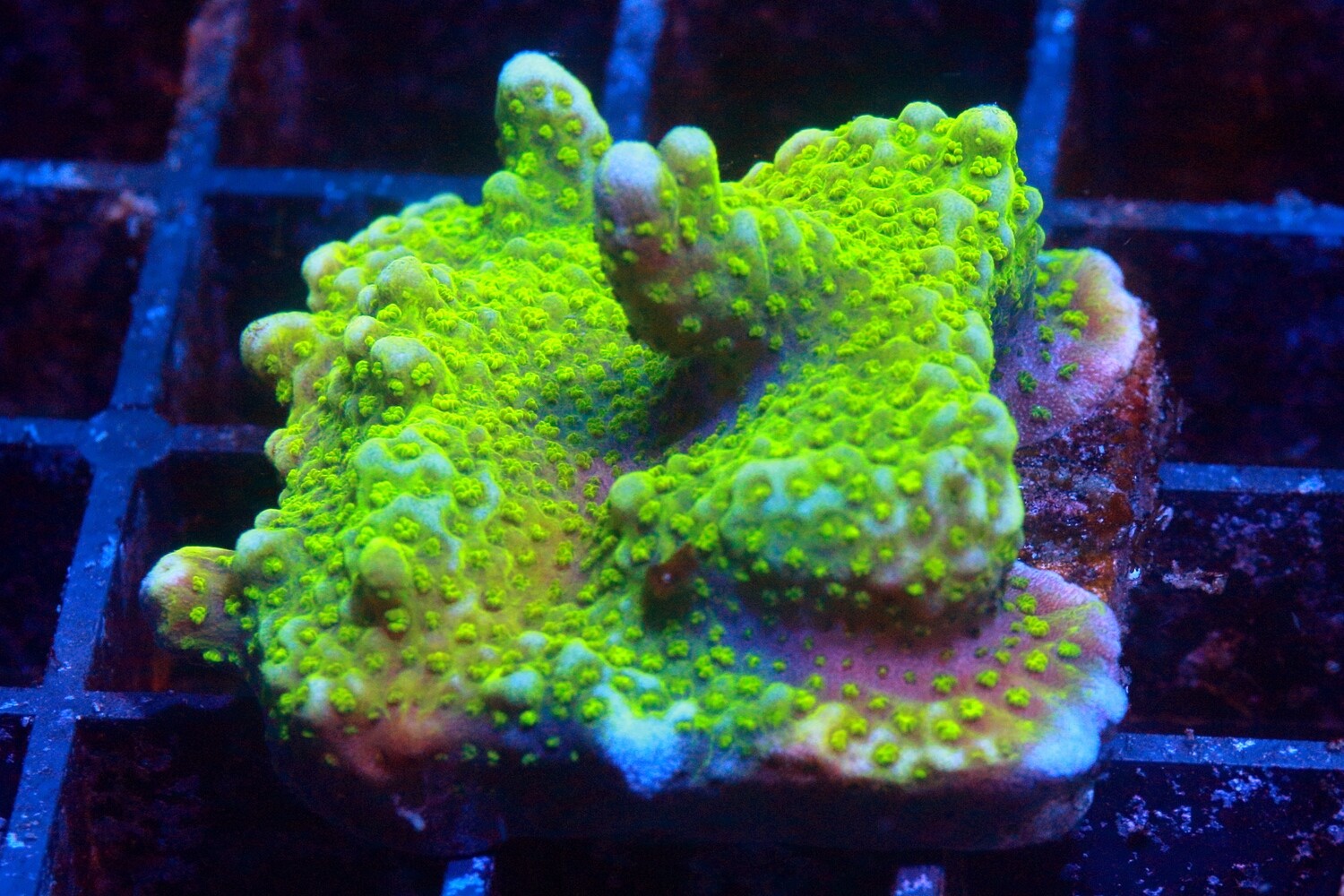Indo Yellow branching Montipora