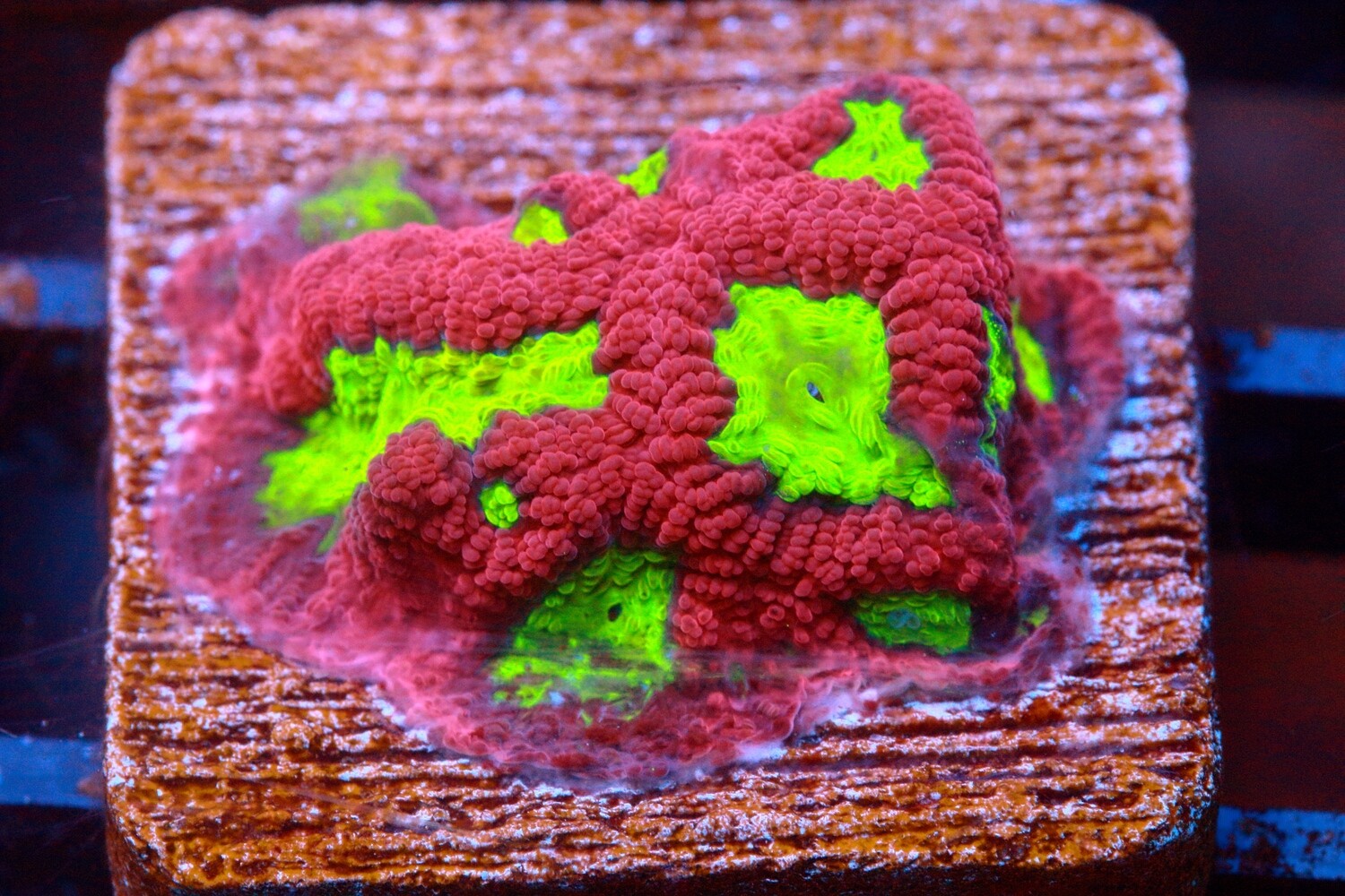 Red And Green Goniastrea - WYSIWYG