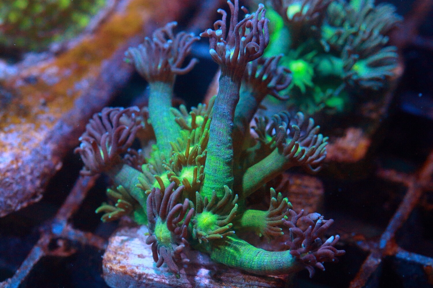 Joker Goniopora