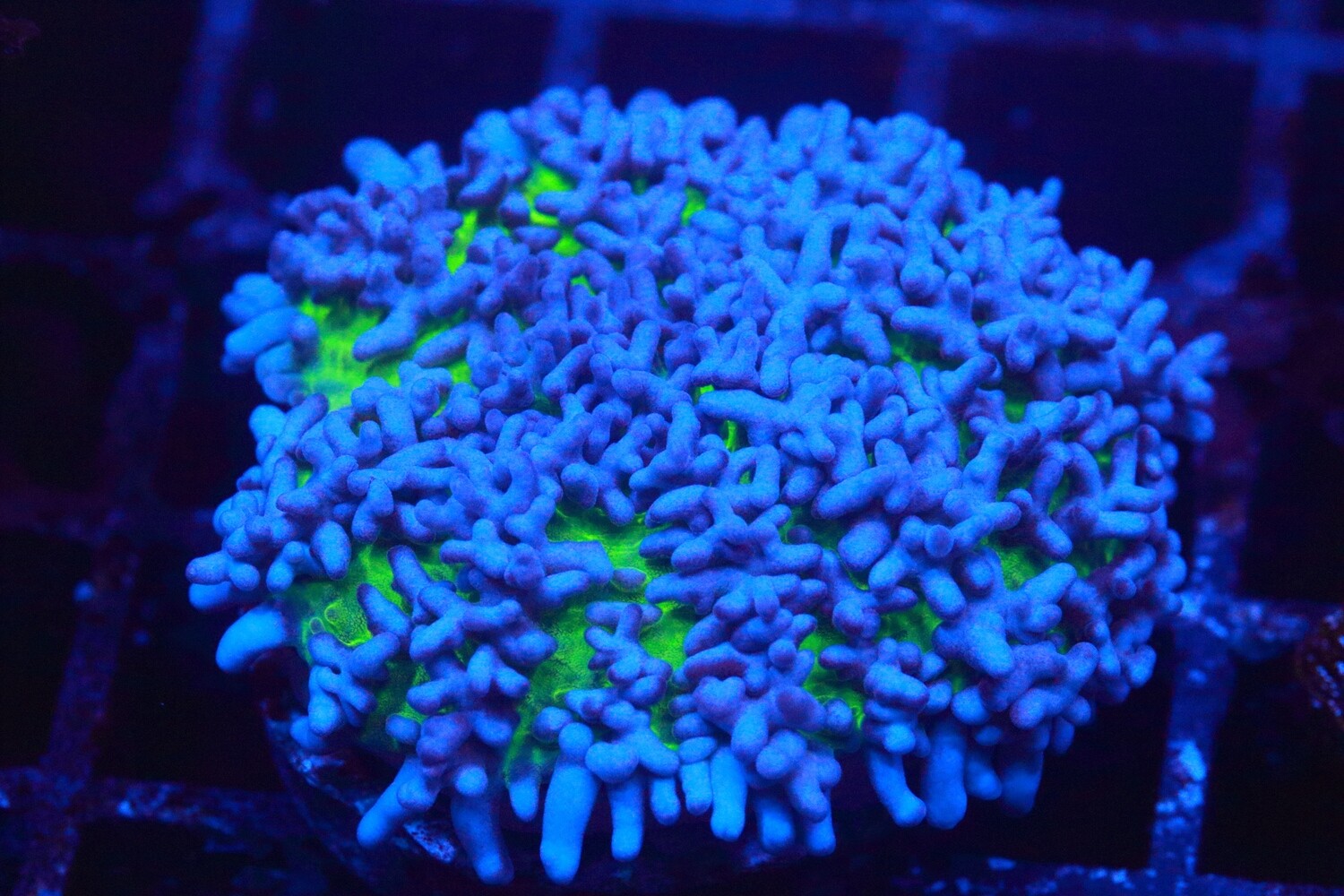 Spectre Fuzzy Mushroom