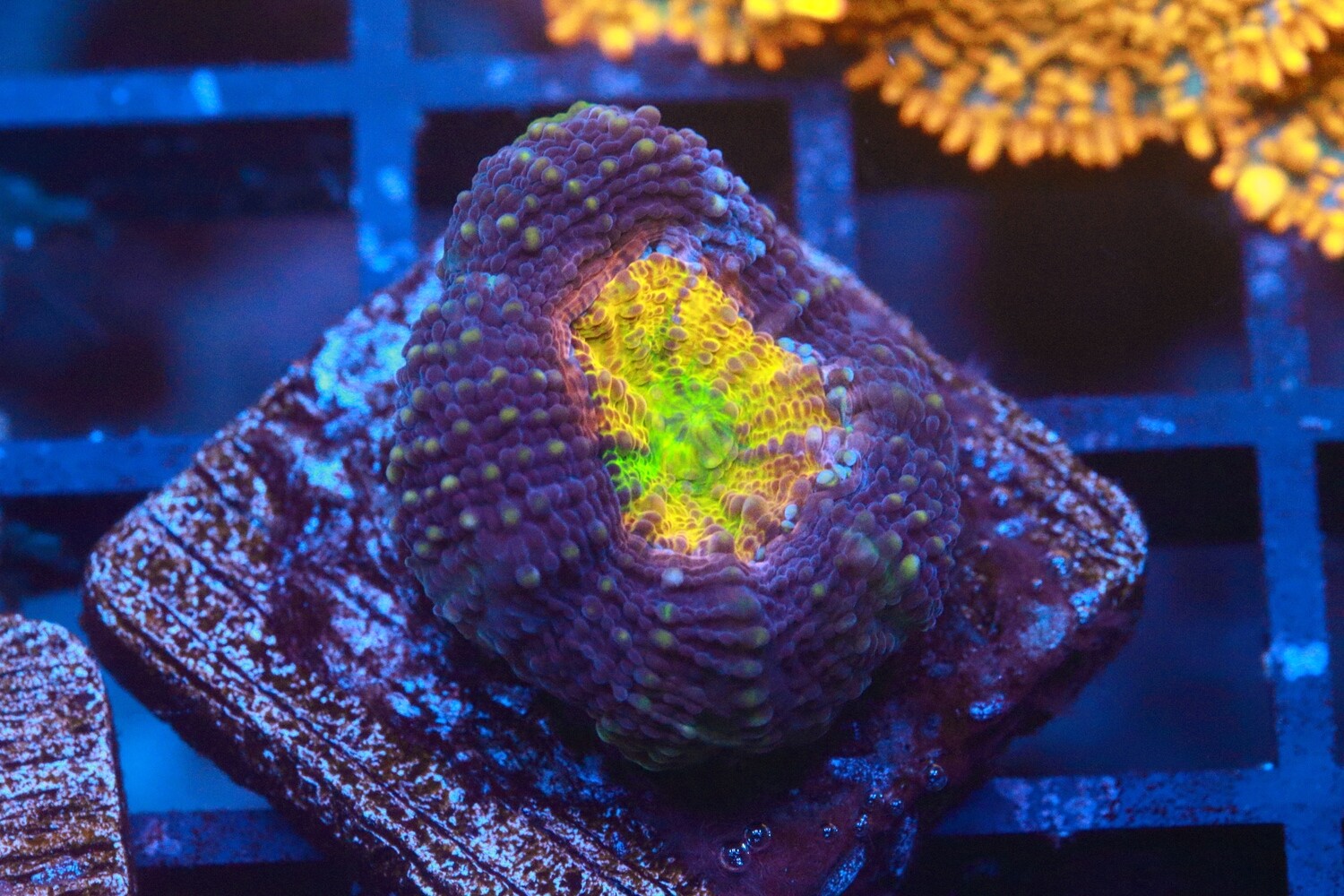 Supernova Echinata (Acanthastrea)  Single Polyp