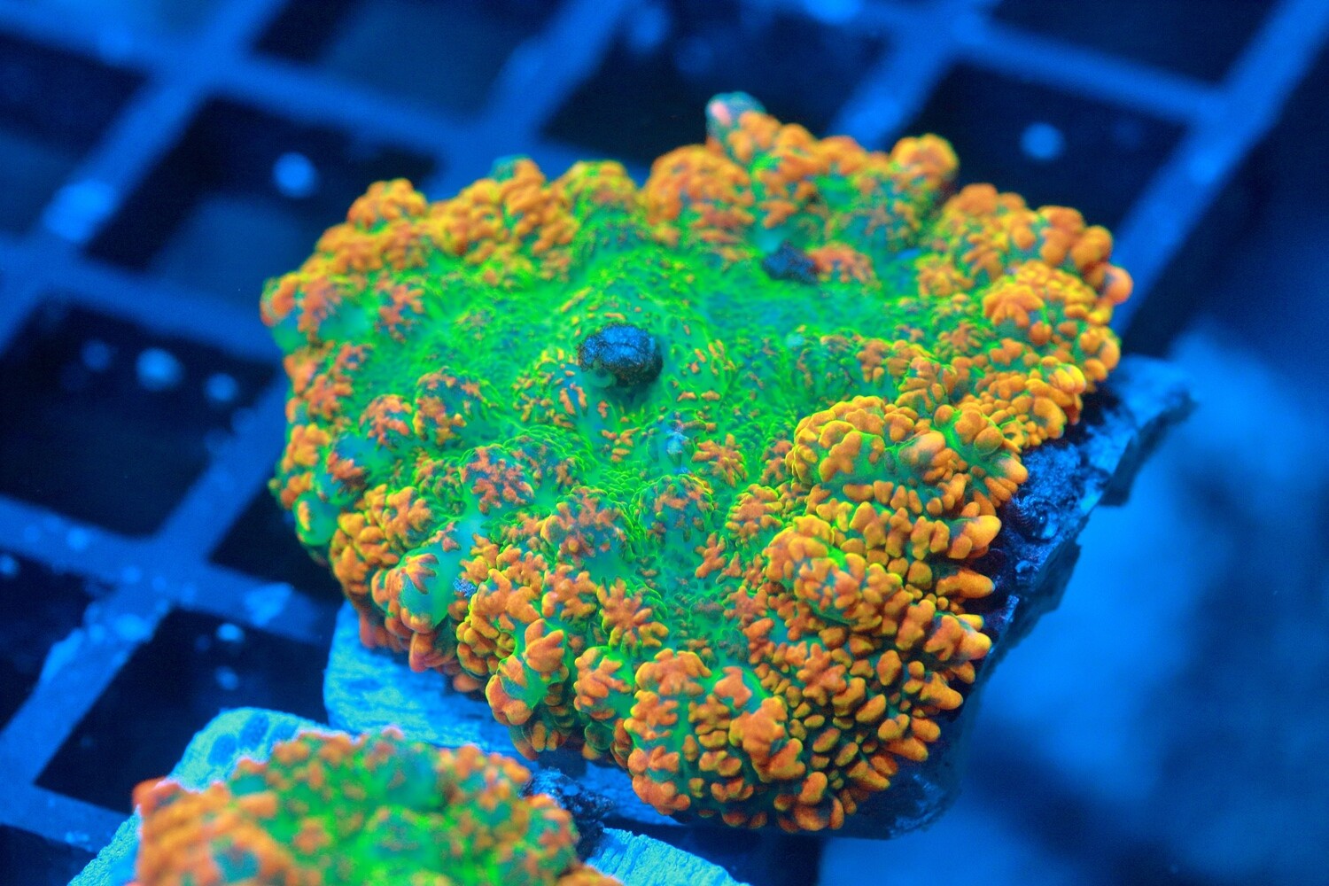 Rio Rhodactis - WYSIWYG