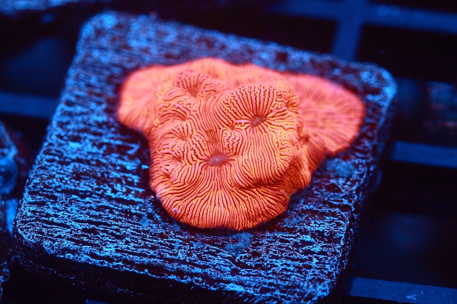 Deep Orange Leptoseris - Large plug