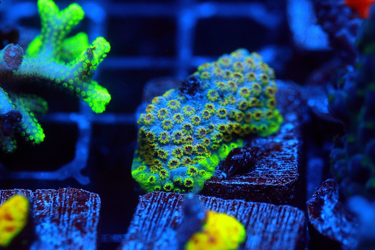 Ten pin Cyphastrea WYSIWYG