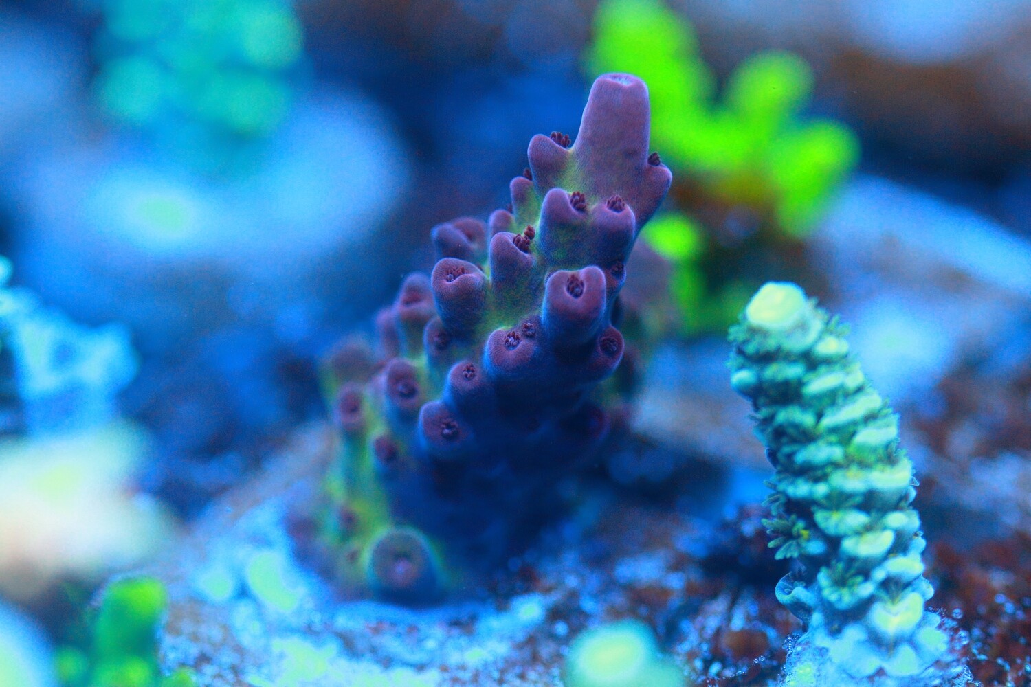 FF Purple Poser - WYSIWYG