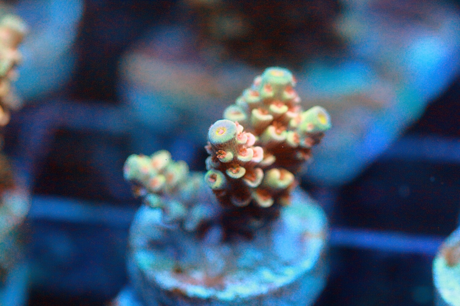 Peachy Passion Tenuis
