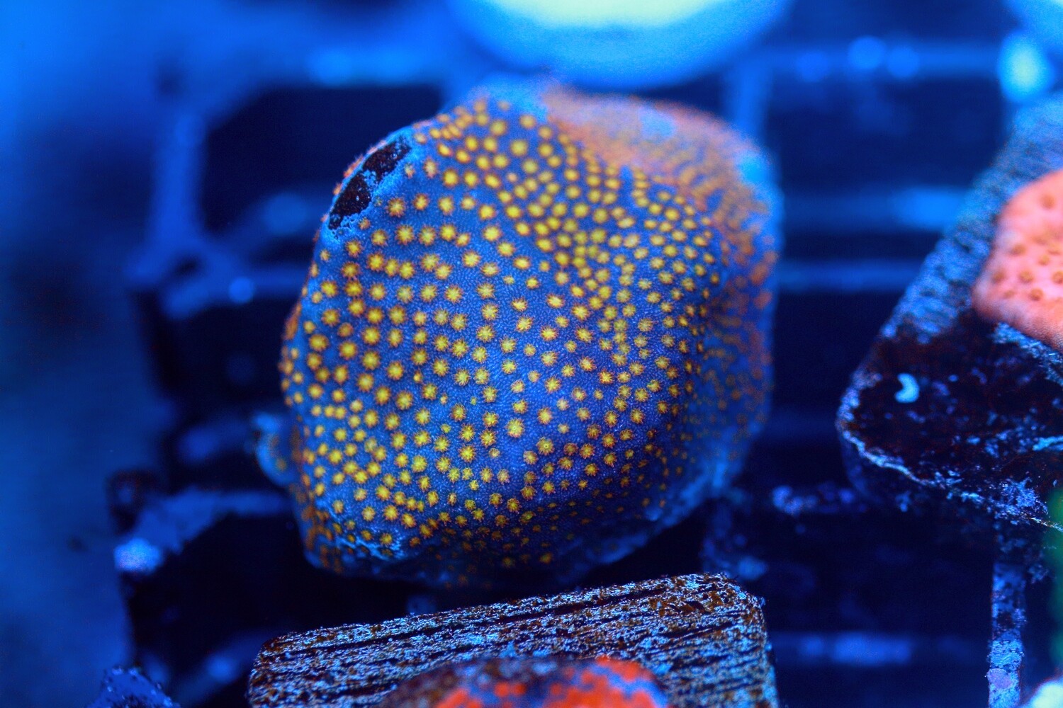 Flame polyp Porites - WYSIWYG