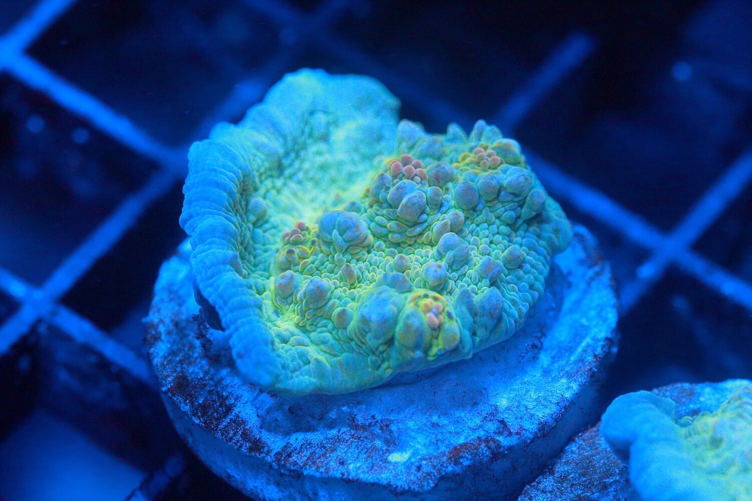 Yellow Oxypora