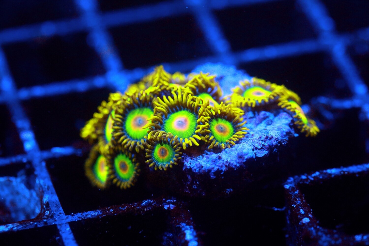 Rasta Zoas