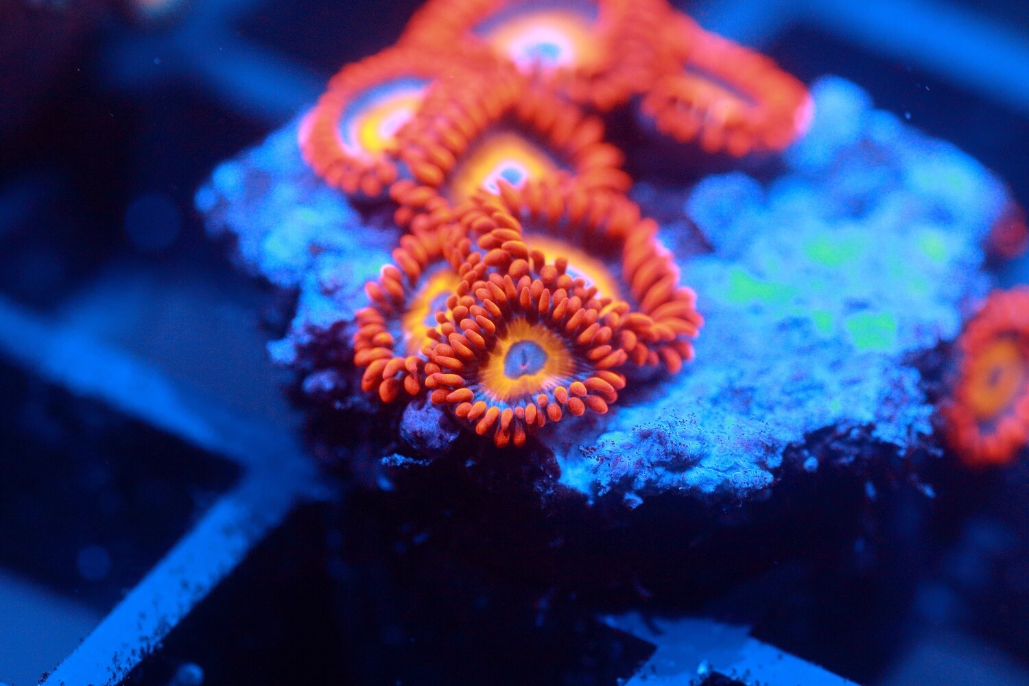 BBEB Zoas