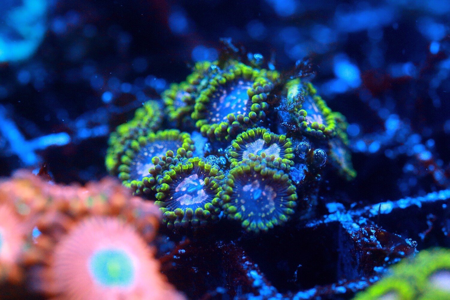 Purple Monster Zoas