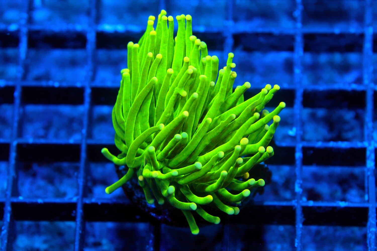 Yellow tip green torch (Euphyllia Glabrecens) - Single Head