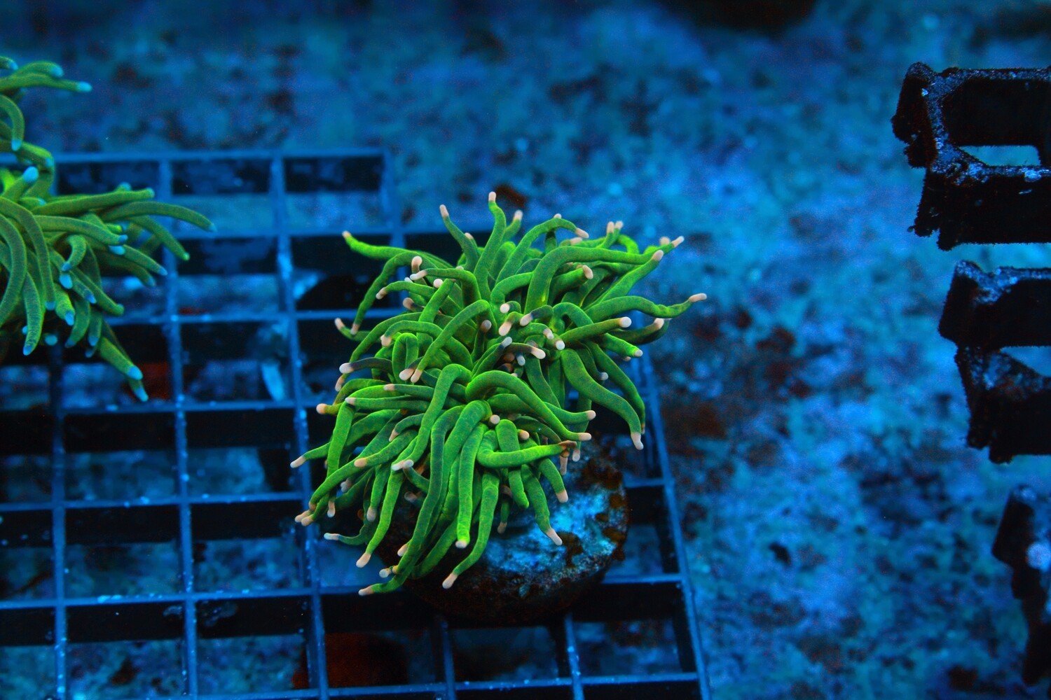 Indo Pink Tip Green Torch (Euphyllia Glabrecens) - Single Head
