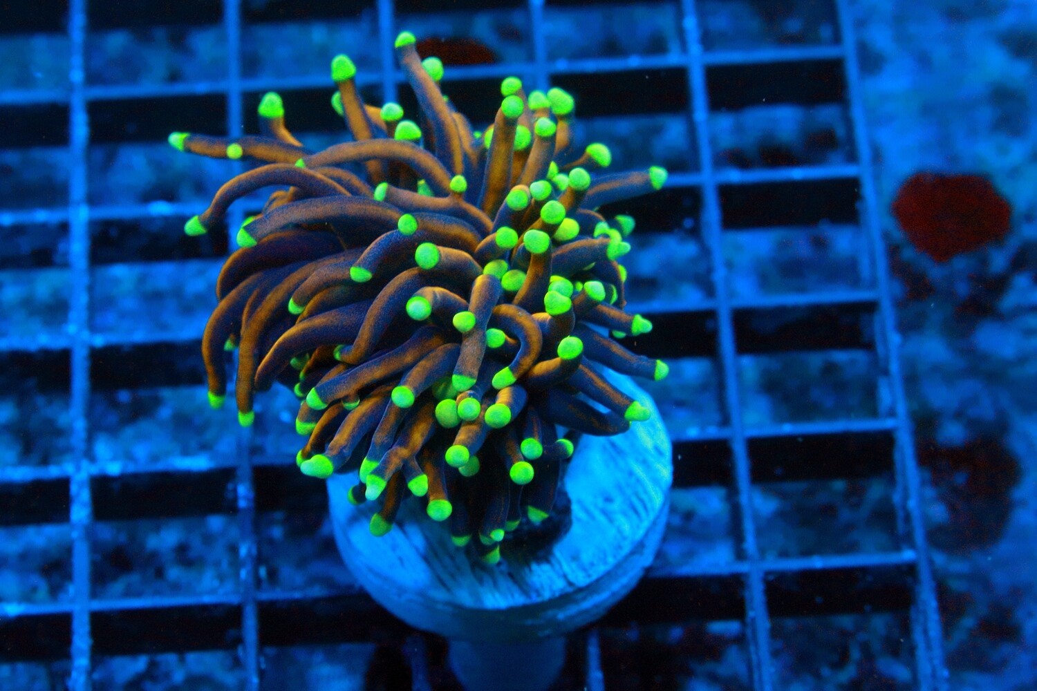 Hellfire Torch (Euphyllia Glabrecens) - Single Head