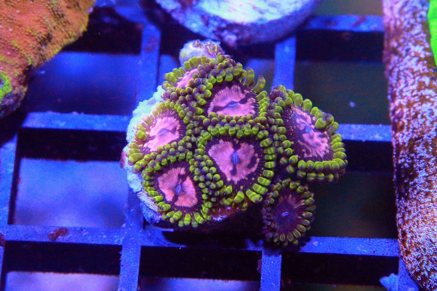 Purple Monster Zoas - WYSIWYG