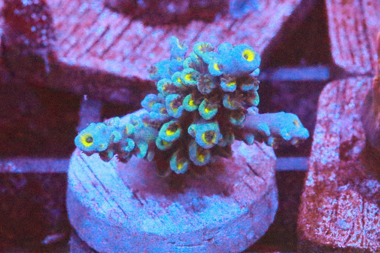 Acropora Hoeksemai