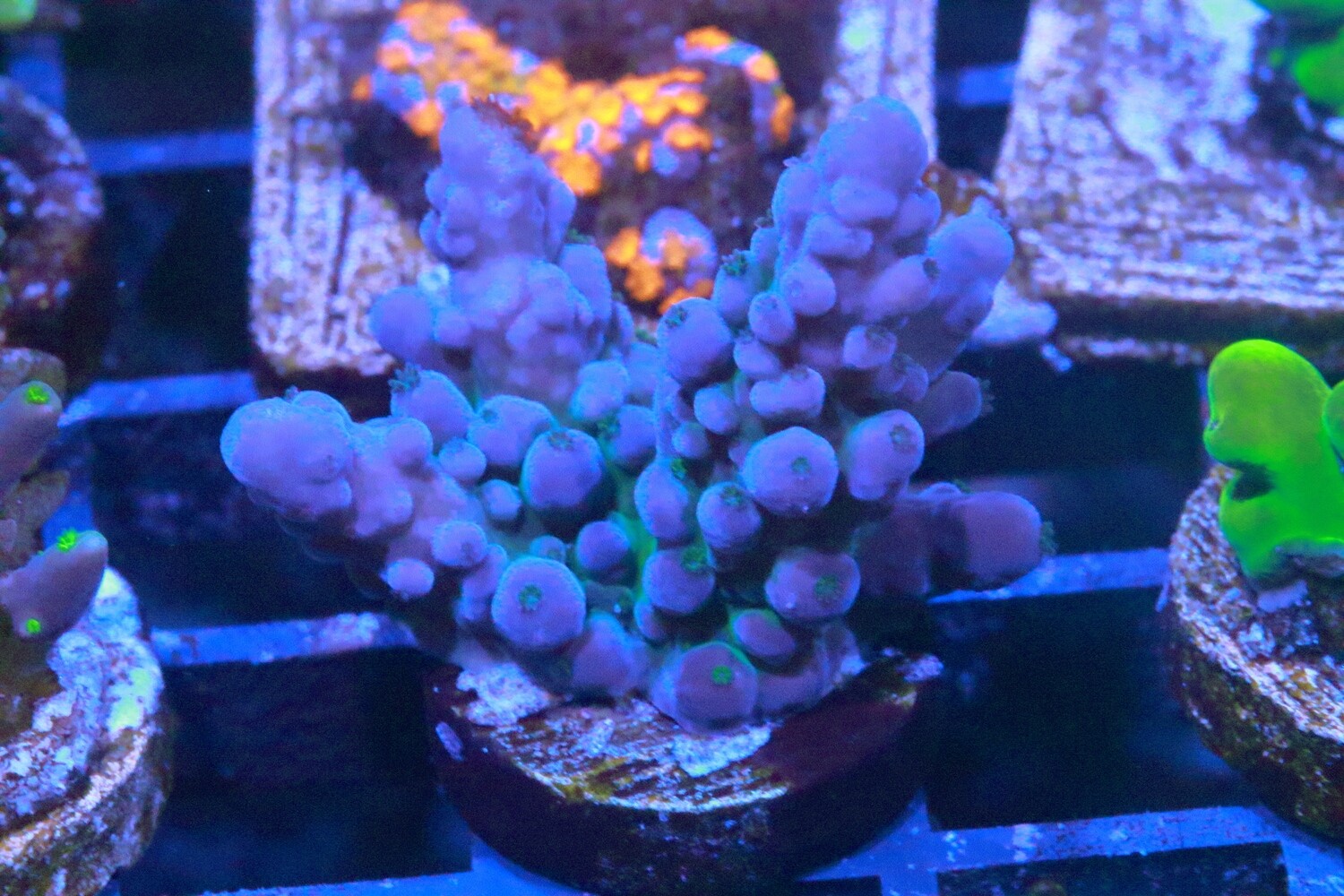 Blue Tort