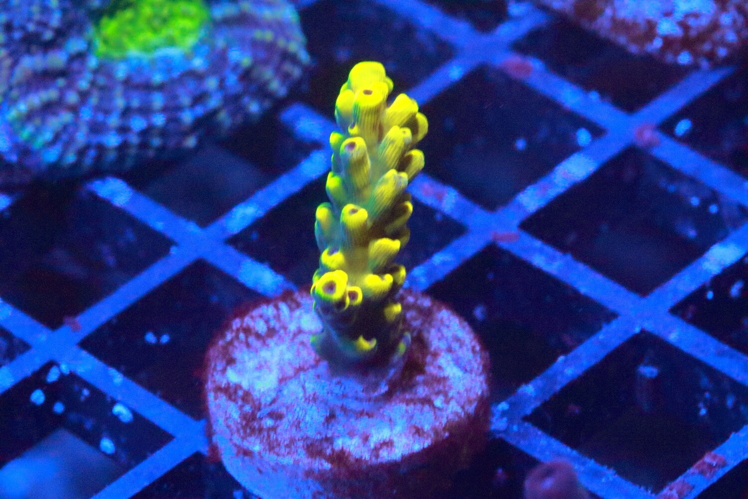 Pikachu Acropora
