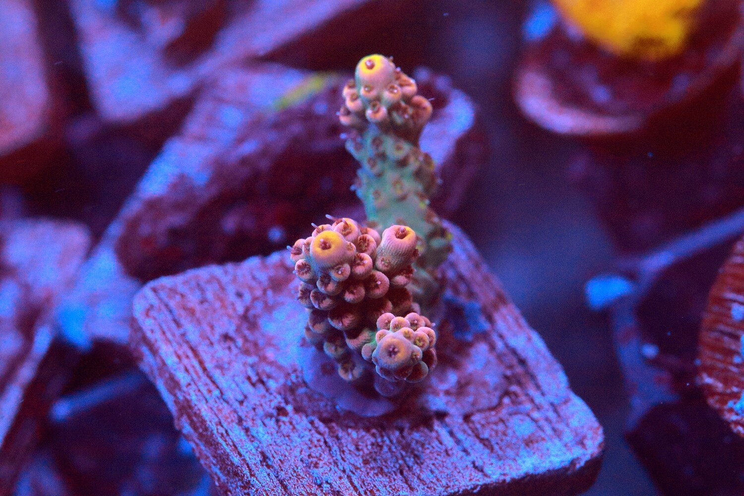 Barney Rubble Acropora