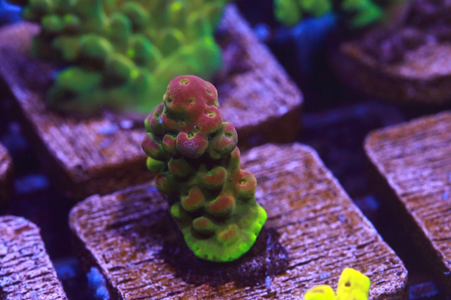 Huckleberry Acro