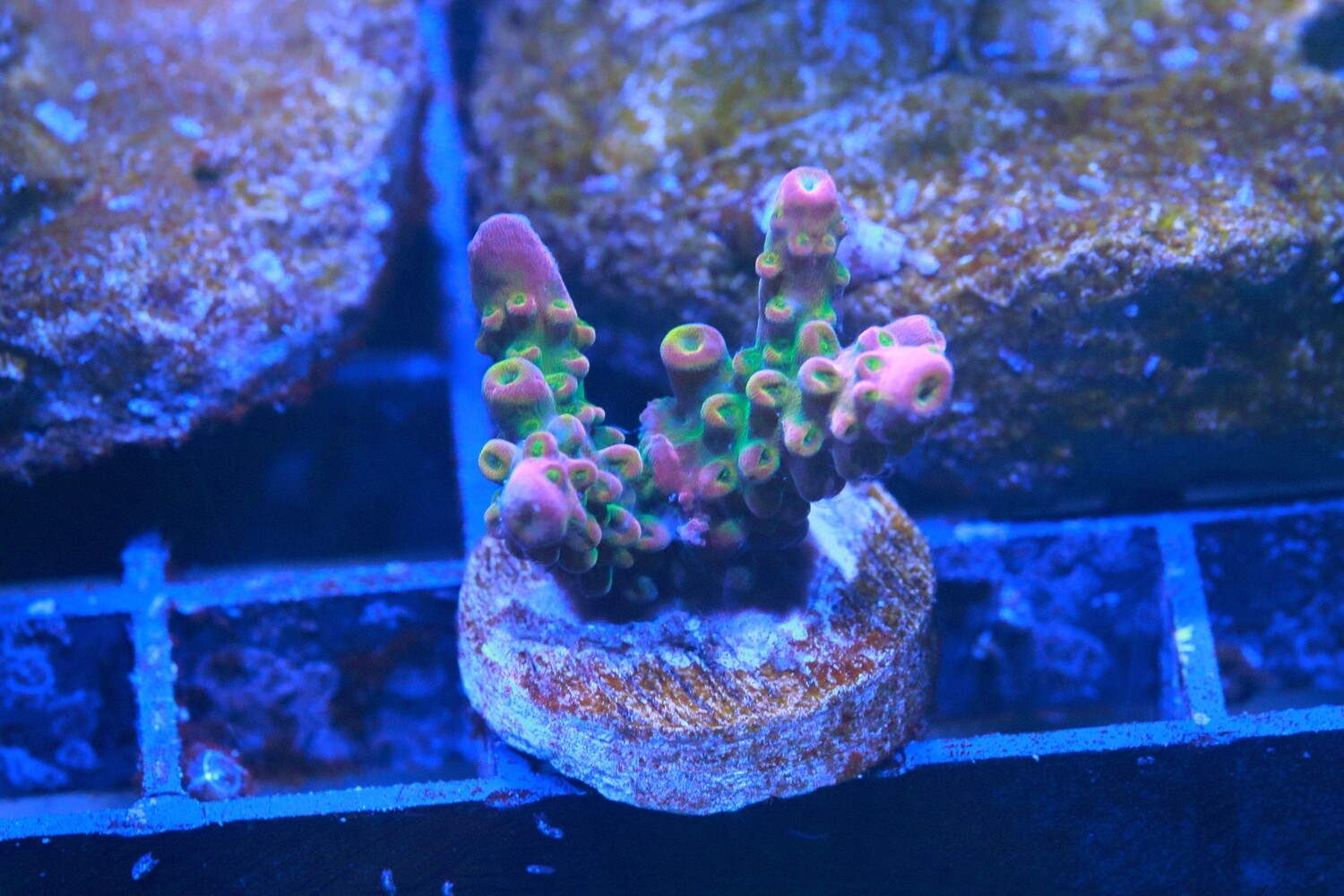 Dick Dastardly Divaricata Acropora