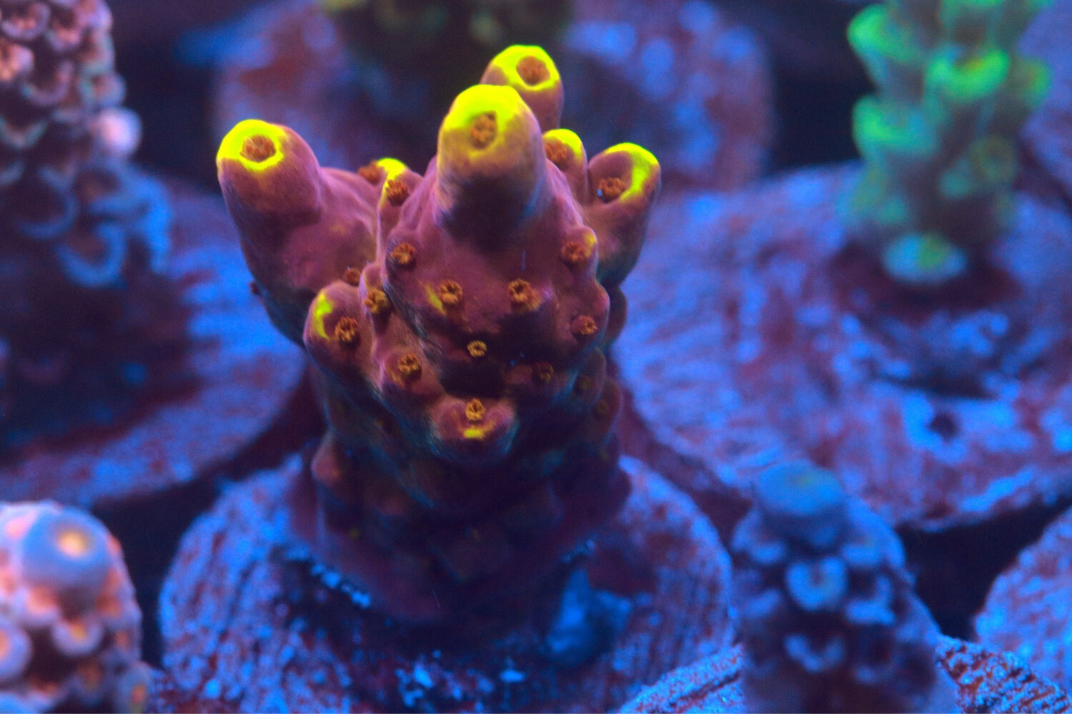 Yellow Tip Loripes