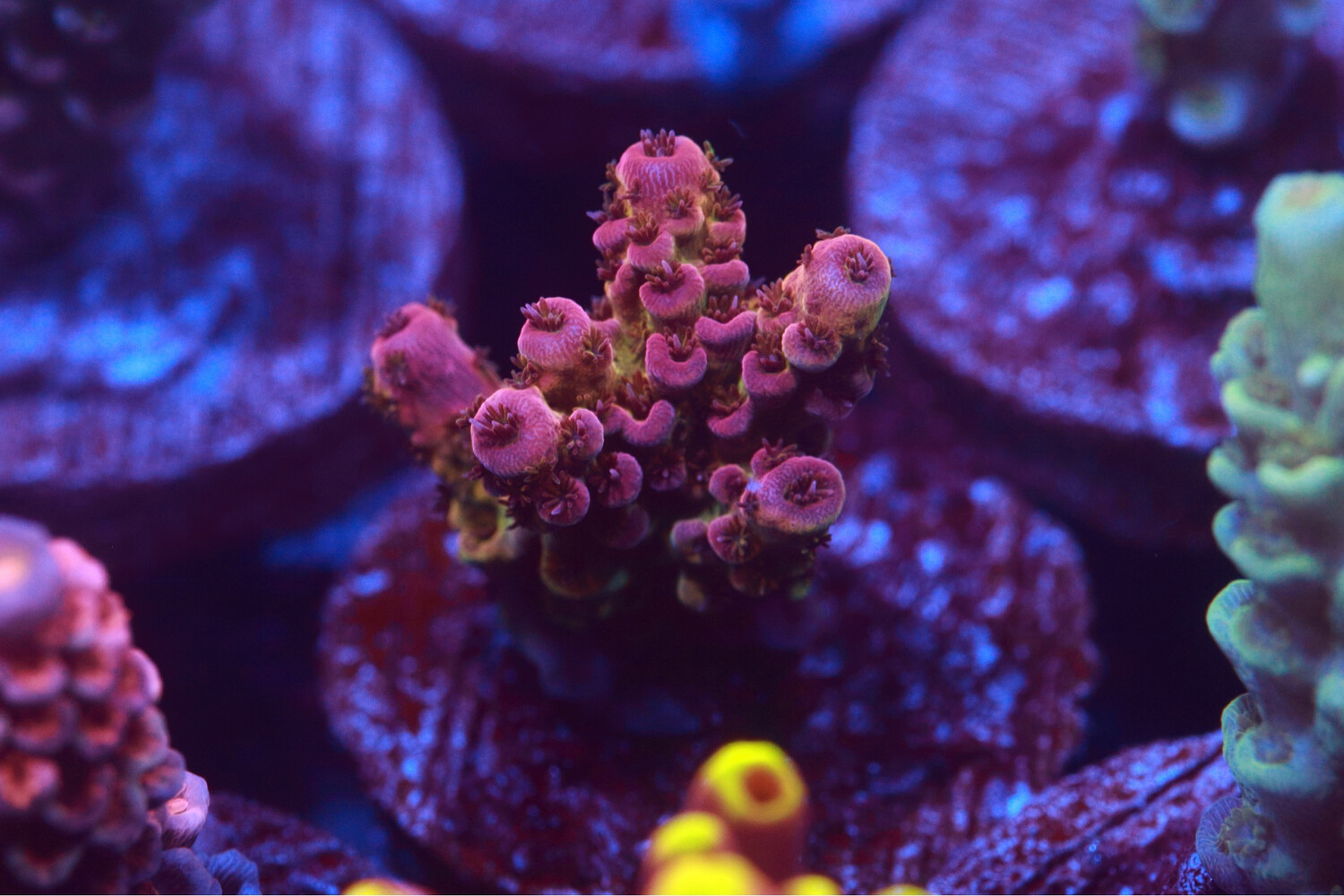 Pink And Green Acro