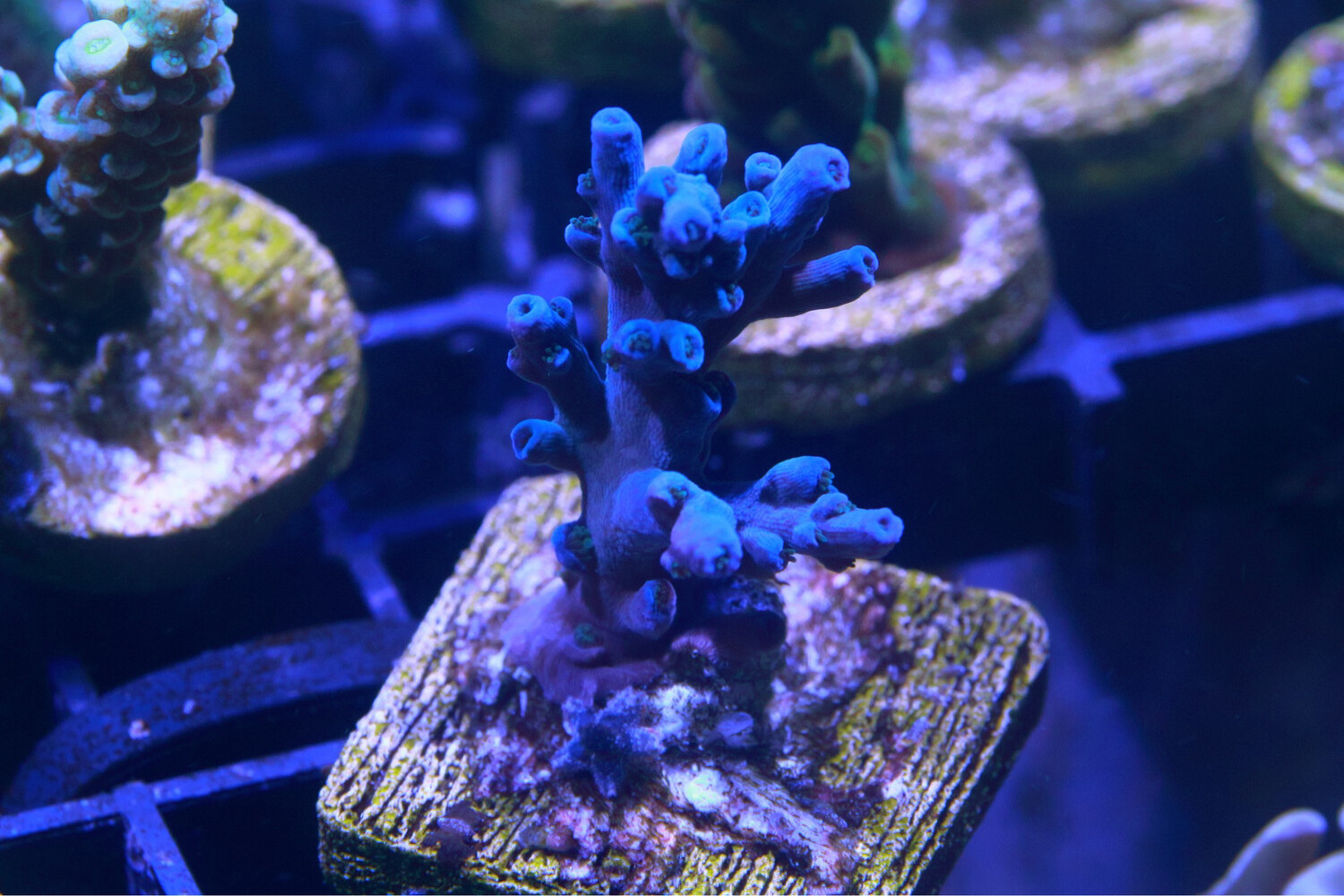 Blue Acropora Echinata (Ice Fire)