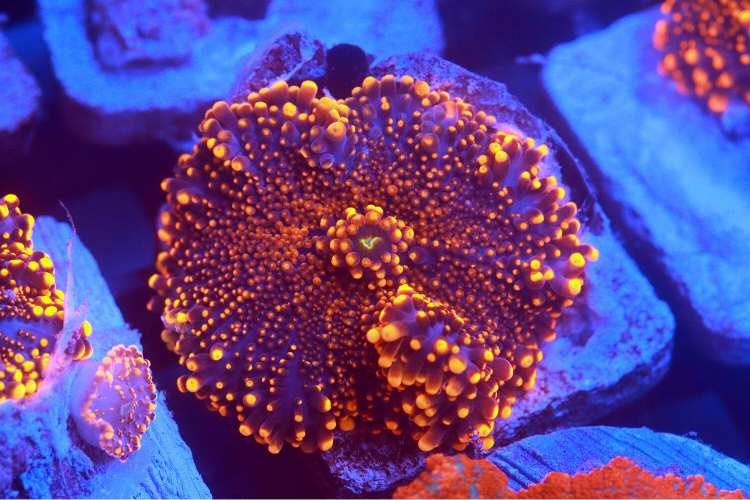Orange Spot Yuma