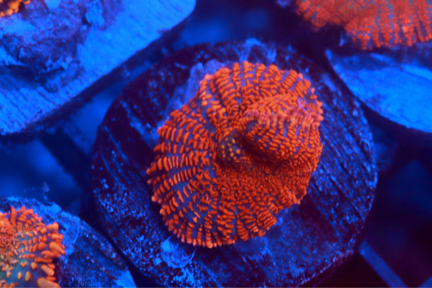 Superman Bullseye Rhodactis