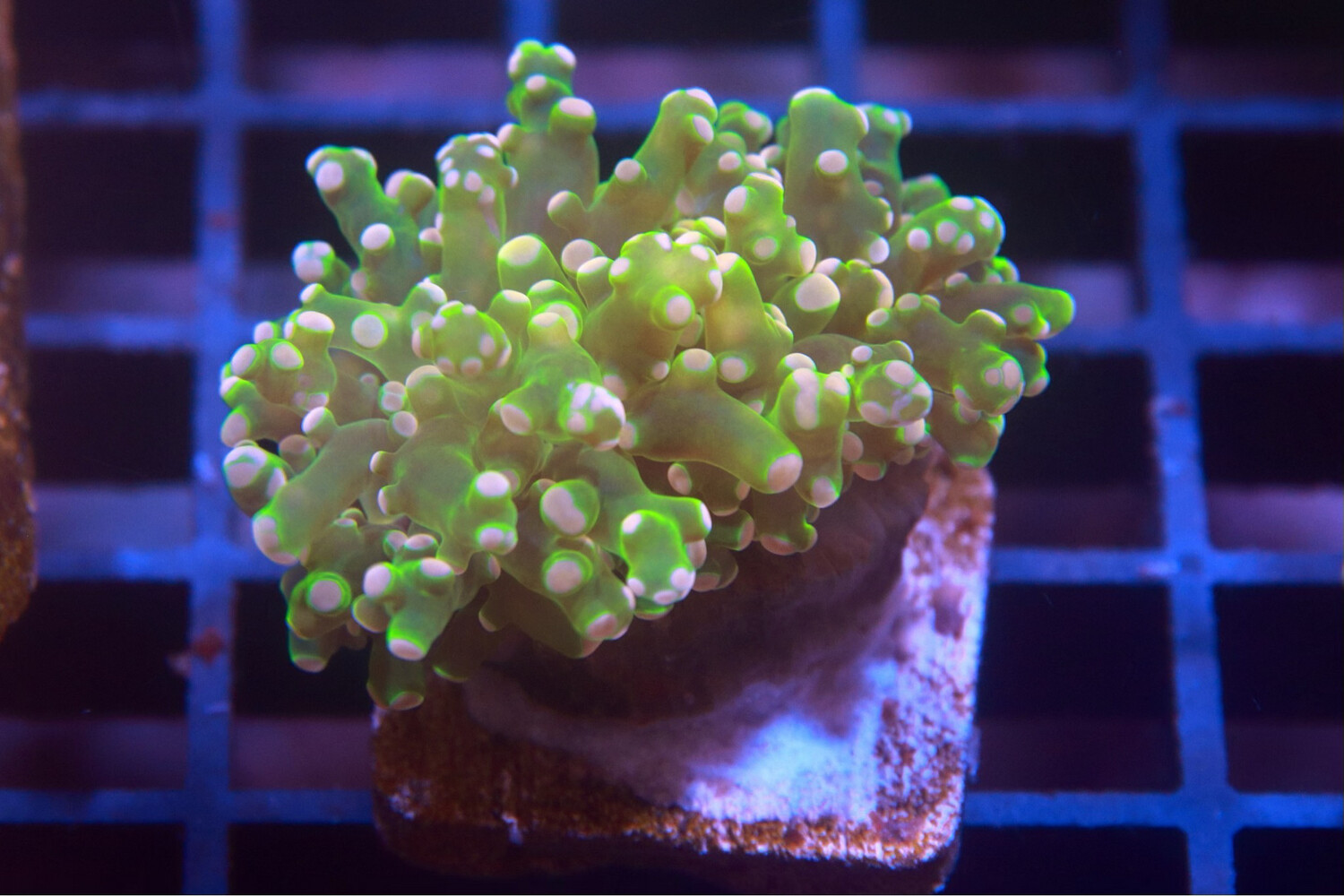 Pink Tip Neon Branching Frogspawn