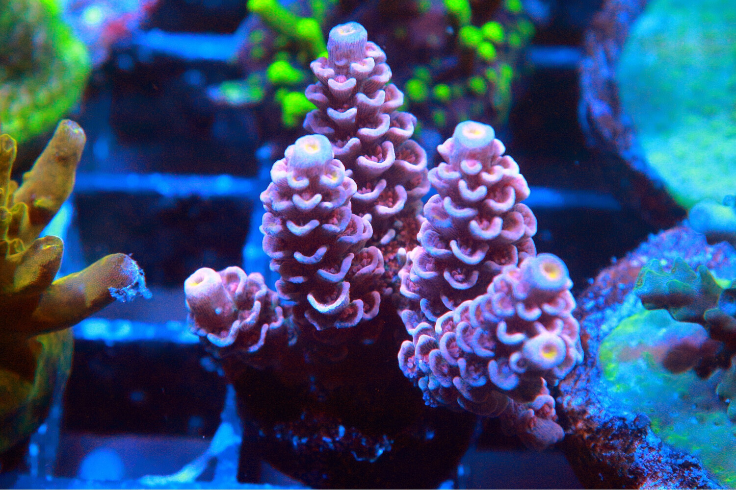 Pink Tenuis