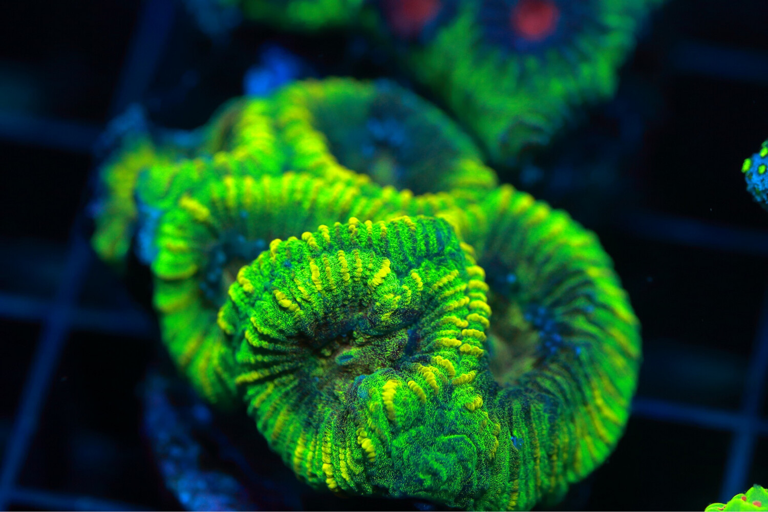 Lemon And Lime Favia