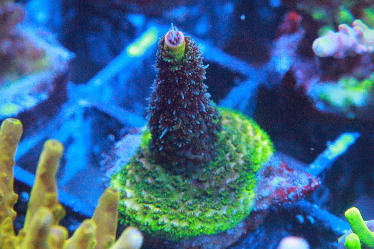 Volcanic Millipora