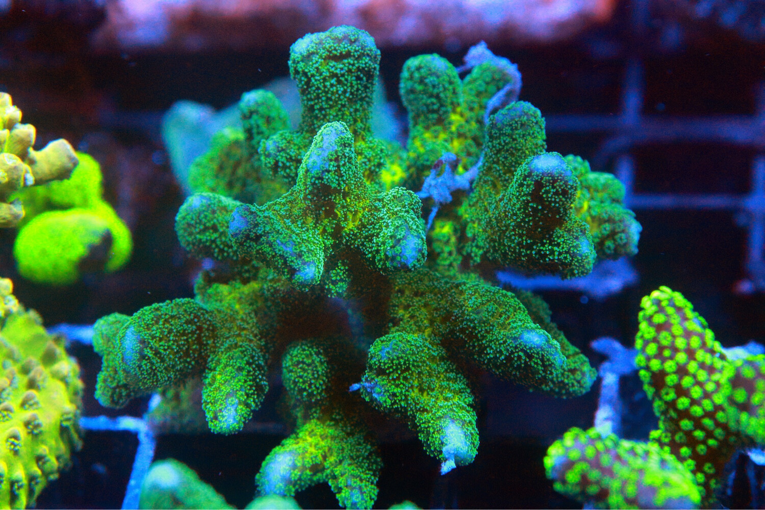 Enchanted Stylophora Colony (Yellow And Green)
