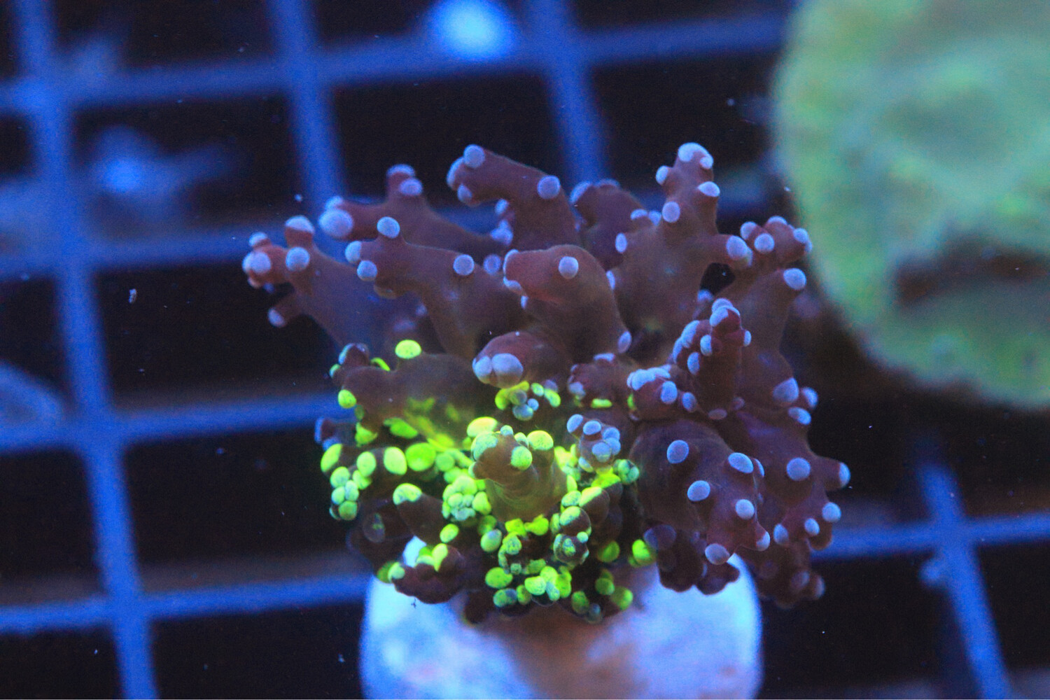 Grafted (natural) Branching Frogspawn
