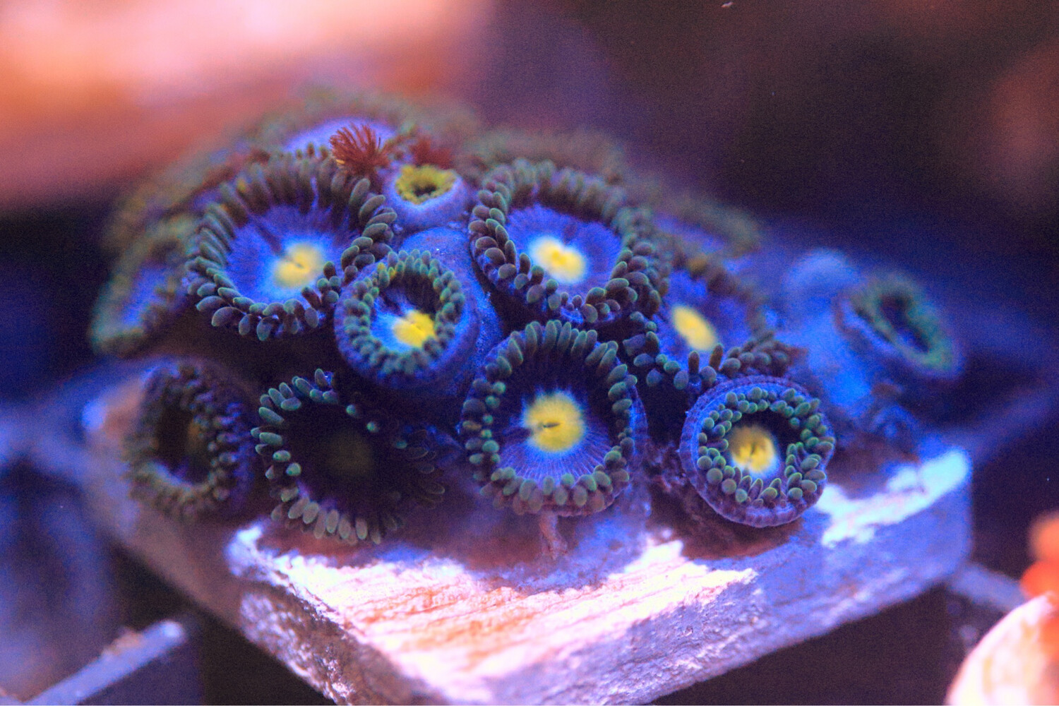AOI Zoa Mini Colony