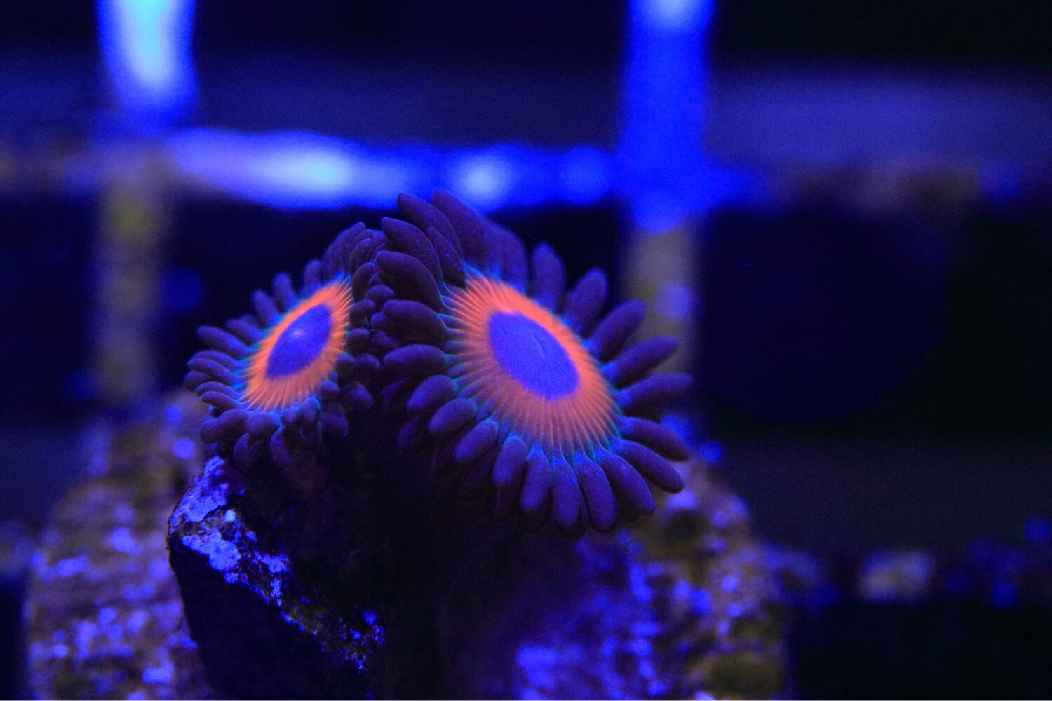 Keds Reds Zoas
