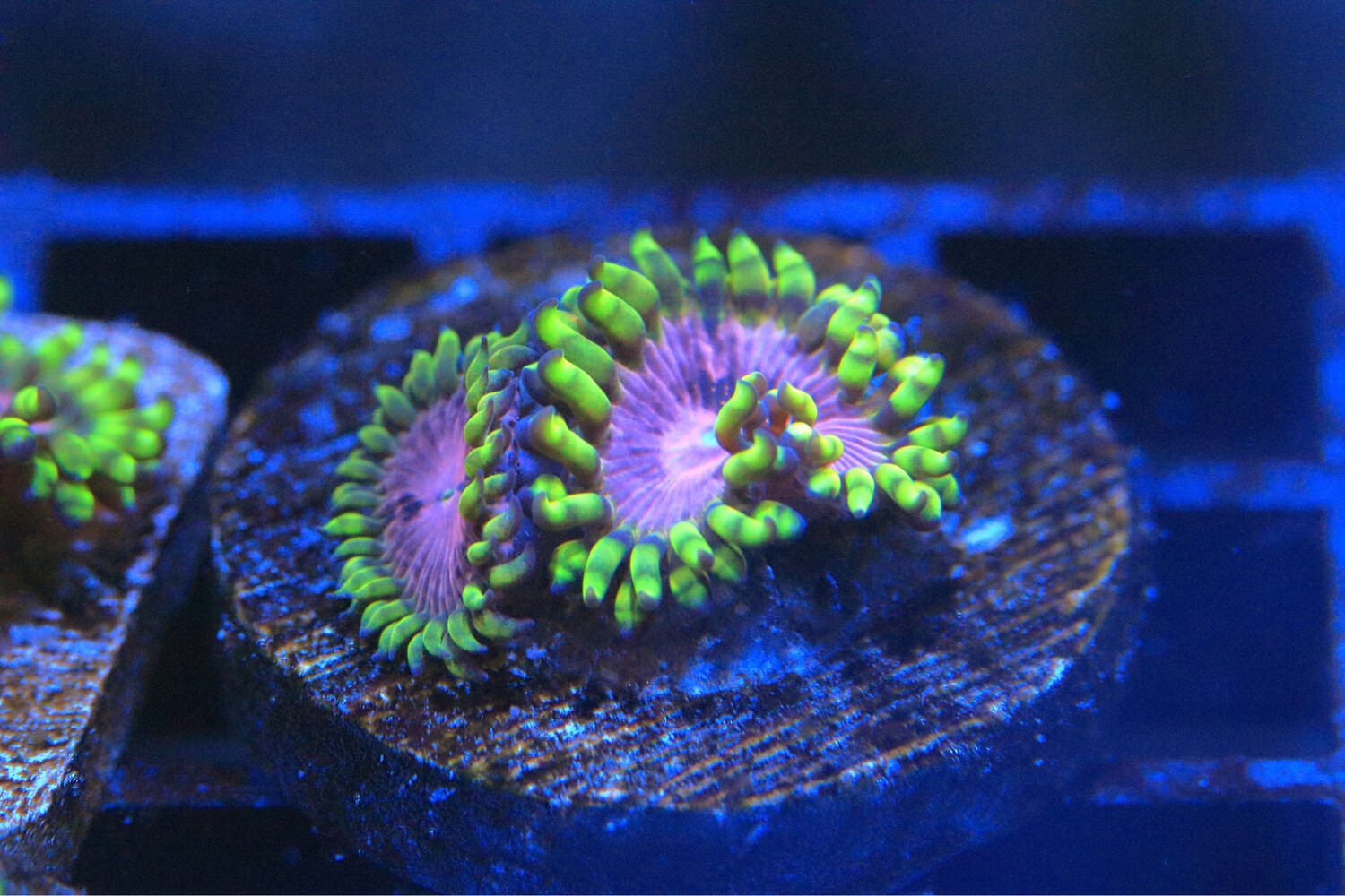 Pink Diamond zoas