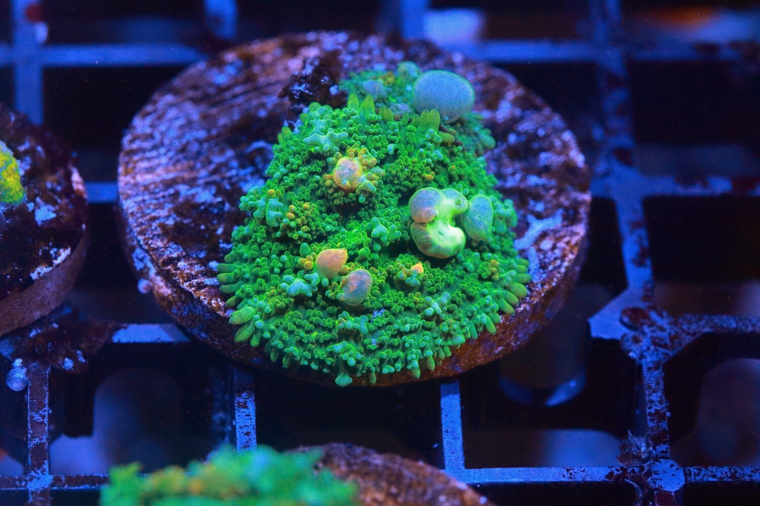 Bounce Mushroom